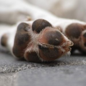 Juíza condena homem a 3 anos de prisão por surrar cães a chicotadas em Balneário Camboriú