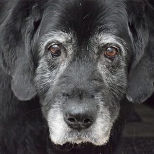 Idade canina: conheça a ração para cada faixa etária