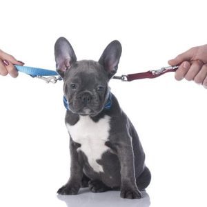 Guarda de pets pós-divórcio: o que diz a legislação brasileira?