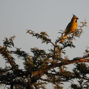 Estado participa do III Encontro de Áreas Naturais Protegidas do Rio Uruguai, com foco no turismo sustentável