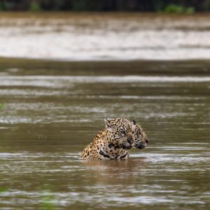Felipe Cuoco amplia projeto sobre o bioma pantaneiro Felipe Cuoco amplia projeto sobre o bioma pantaneiro