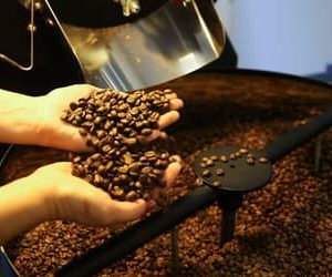 Café, açúcar e milho hoje: confira as cotações para a segunda-feira (27) Café, açúcar e milho hoje: confira as cotações para a segunda-feira (27)