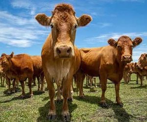 Preço do boi gordo hoje: confira as cotações para esta quarta-feira (29) Preço do boi gordo hoje: confira as cotações para esta quarta-feira (29)