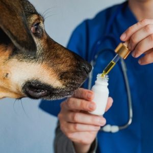 Curso capacita veterinários para prescrição de Cannabis