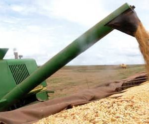 Cotações da soja encerram maio em queda