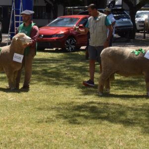 Recorde de animais inscritos marca a 18ª edição da Agrovino