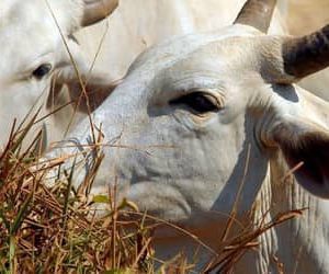 Preços do boi gordo seguem em queda