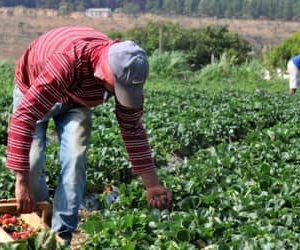 Plano Safra 2025/2026: crédito rural empresarial cresce 6% e soma R$ 316,57 bilhões