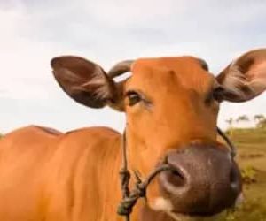 Boi gordo hoje: confira as cotações para esta quinta-feira (30)