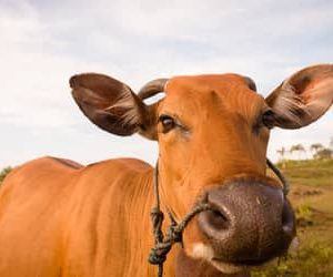 Boi gordo hoje: confira as cotações para esta terça-feira (21)