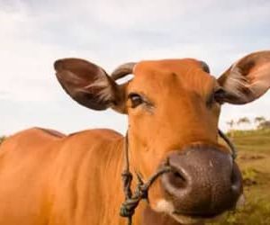 Boi gordo tem queda no preço, com arroba vendida a R$ 363,85