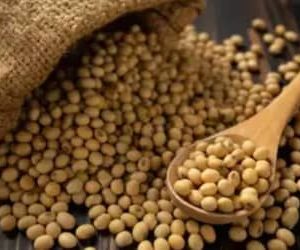 SOJA E TRIGO: confira os preços dos grãos nesta quarta-feira (29)