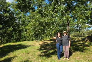 Irrigação evita perdas e ganha espaço na produção de noz-pecã no RS