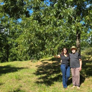 Irrigação evita perdas e ganha espaço na produção de noz-pecã no RS