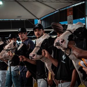 Raça holandesa concentra programação da Fenasul Expoleite em Esteio
