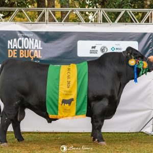 Rincon Caruso vence Nacional de Buçal Angus e vai à venda