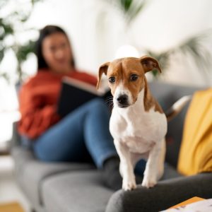 Cachorros Precisam de Rotina? Entenda a Importância