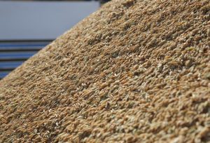 Federarroz avalia como positivo leilão de Pepro e defende novo edital para o arroz