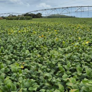 Bioinsumos entram em fase de consolidação no agro e já movimentam até R$ 6 bi por ano
