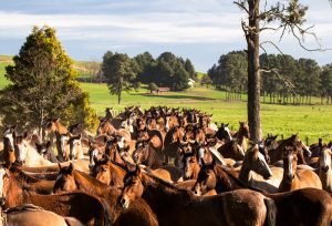 Ampliação de modalidades impulsiona mercado do cavalo Crioulo