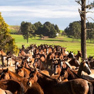 Ampliação de modalidades impulsiona mercado do cavalo Crioulo