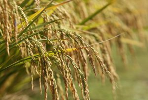 Leilão de Pepro negocia quase 120 mil toneladas de arroz em casca
