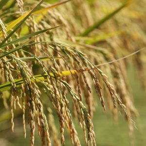 Leilão de Pepro negocia quase 120 mil toneladas de arroz em casca
