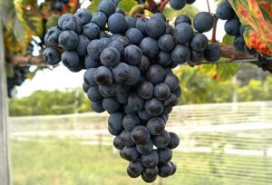 Enologia de precisão avança no Brasil e transforma a produção de vinhos