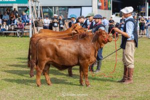 Julgamentos de animais na ExpoBrangus iniciam nesta terça-feira (19/05)