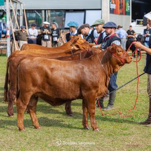 Julgamentos de animais na ExpoBrangus iniciam nesta terça-feira (19/05)