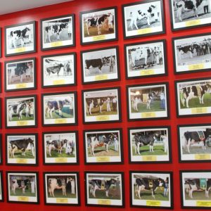 Votação escolhe vaca mais popular em 90 anos de história da raça holandesa