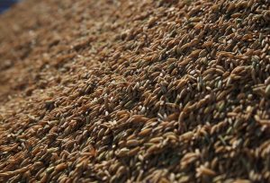 Leilão de Pepro comercializa 22,7 mil toneladas de arroz gaúcho
