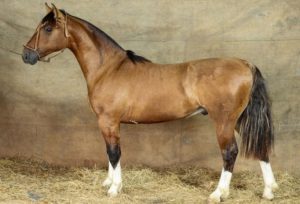 Leilão da GAP alcança média de R$ 97 mil e avalia cavalo Crioulo em R$ 2,5 milhões