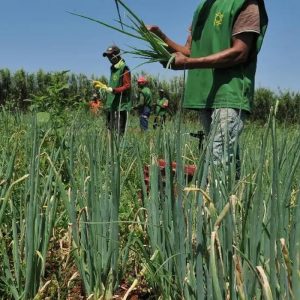 Mais da metade dos setores do agro registra queda e abril fecha com saldo negativo de empregos