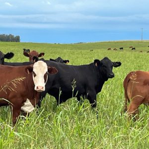 Cenário mundial da pecuária pode beneficiar quem está preparado