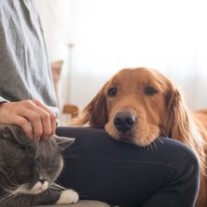 Pesquisa inédita da Royal Canin revela que 50% dos brasileiros evitam falar sobre o envelhecimento de seus pets
