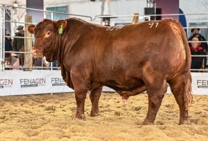 Touros participantes da Fenagen atraem olhares de centrais de inseminação do país