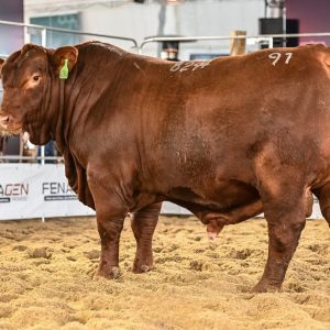 Touros participantes da Fenagen atraem olhares de centrais de inseminação do país