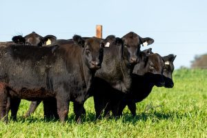 Em Dia de Campo, Cabanha Soldera apresenta animais do 5º Leilão Portas Abertas