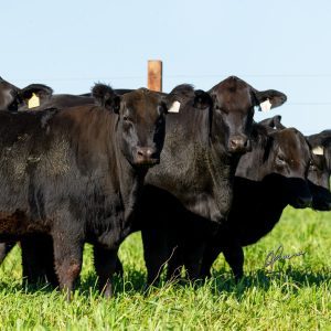 Em Dia de Campo, Cabanha Soldera apresenta animais do 5º Leilão Portas Abertas