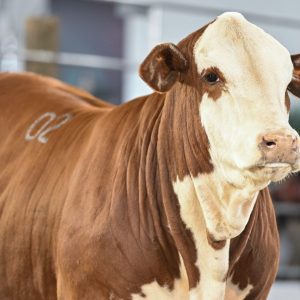 Cabanha Bortolozzo domina julgamento Hereford na Fenagen com quatro Grandes Campeonatos