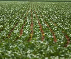 Agricultura: governo publica preços mínimos para safra de verão 2026/27