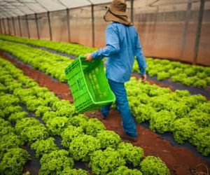 Dívidas rurais: CMN publica regras para acesso de produtores às renegociações