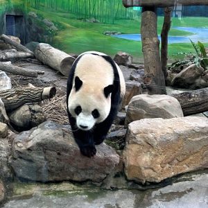 Taiwan reúne atrações para viagens em família com crianças