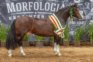 Bicampeã: Belle Reserva é Melhor Exemplar da Raça na Morfologia da Expointer 2026