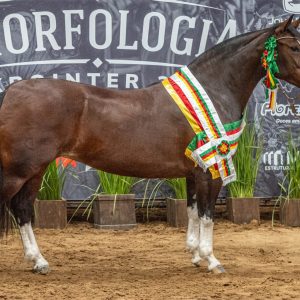 Bicampeã: Belle Reserva é Melhor Exemplar da Raça na Morfologia da Expointer 2026