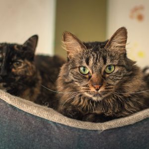 Elanco lança tratamento oral diário para diabetes felina