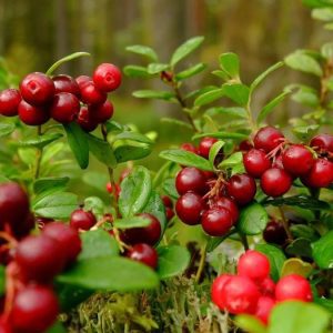 Cranberry: uma fruta repleta de benefícios para a saúde
