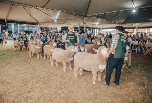 Corriedale leva 30 animais à Expointer e terá jurados do Brasil e Uruguai