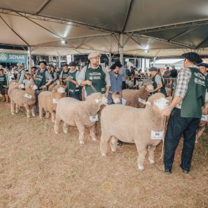 Corriedale leva 30 animais à Expointer e terá jurados do Brasil e Uruguai